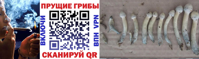 Псилоцибиновые грибы Psilocybine cubensis  Исилькуль 